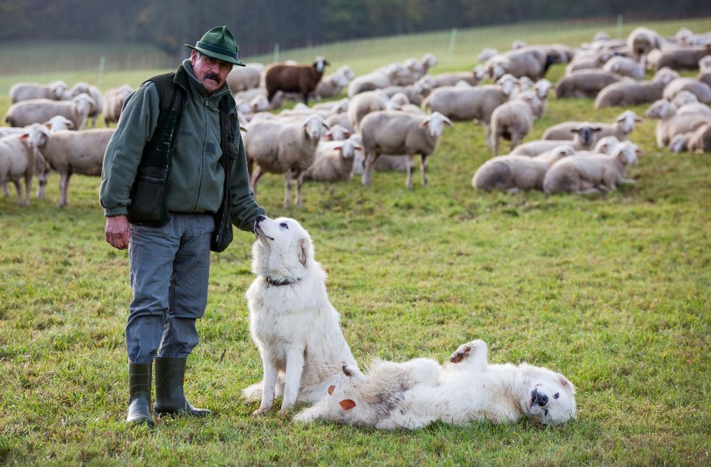 Nach Wolfsriss in BadenWürttemberg Hunde sollen Schafherden vor Wolf