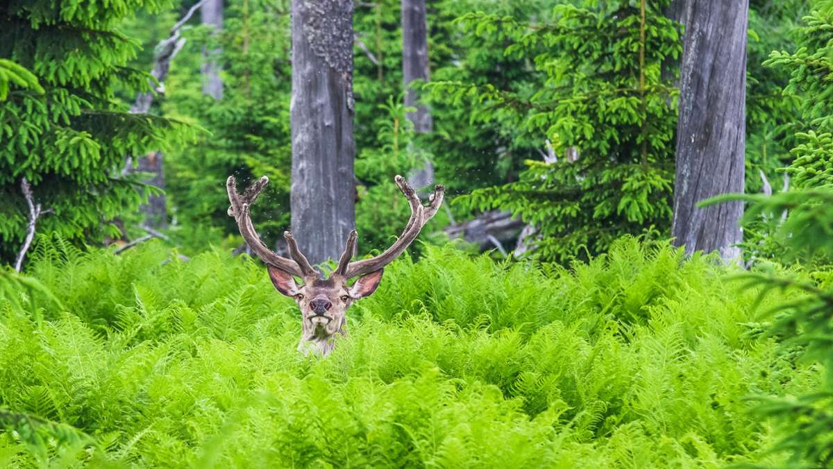 Eindrucksvoller Fotoband über den Naturpark: Im Bayerischen Wald