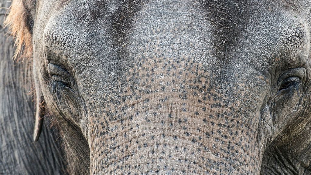 Thailand: Elefant bleibt im Schlamm stecken –  Schwierige Rettung