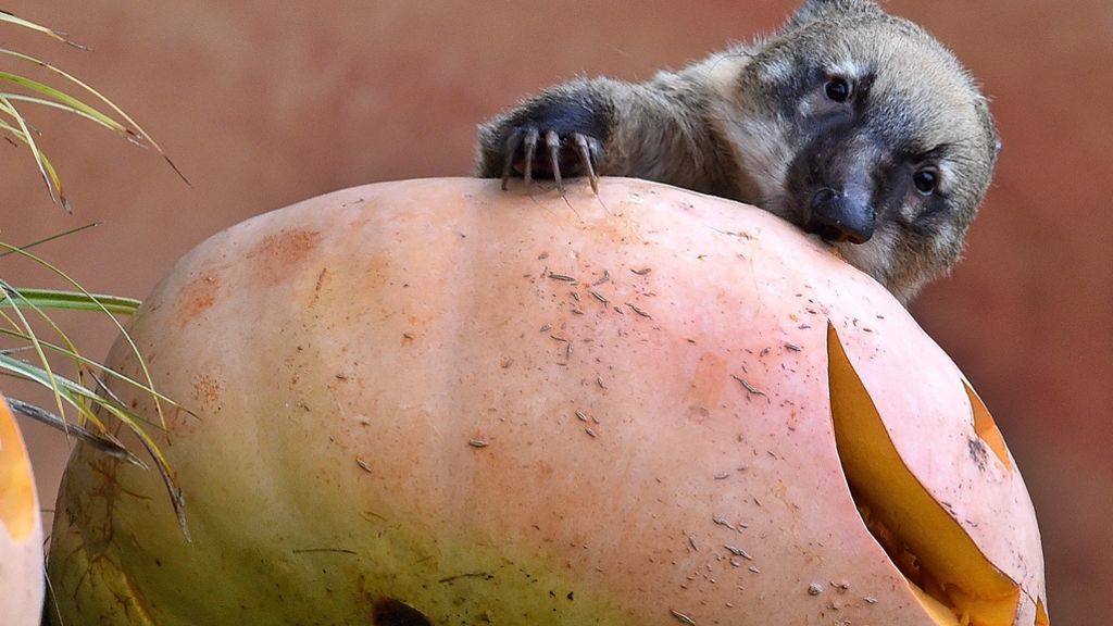 Halloween im Zoo: Was Nasenbären und Erdmännchen mit Kürbissen anstellen