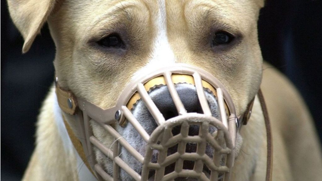 Beißattacken durch Hunde: Sieben Fakten über gefährliche Hunde