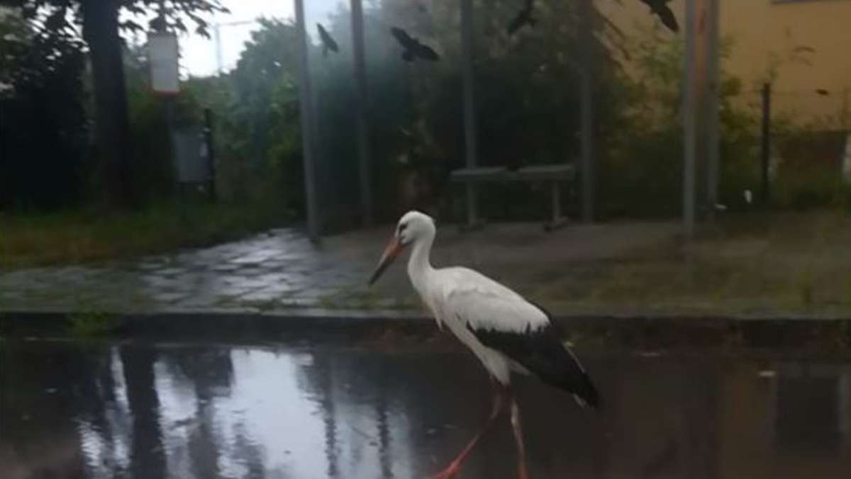 Lustiges Video geht viral: Storch an Bushaltestelle wird zum Internethit