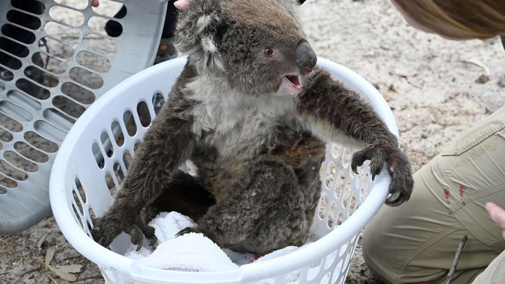 Tierische Helfer  in Australien: Jagdhunde spüren hilflose Koalas auf