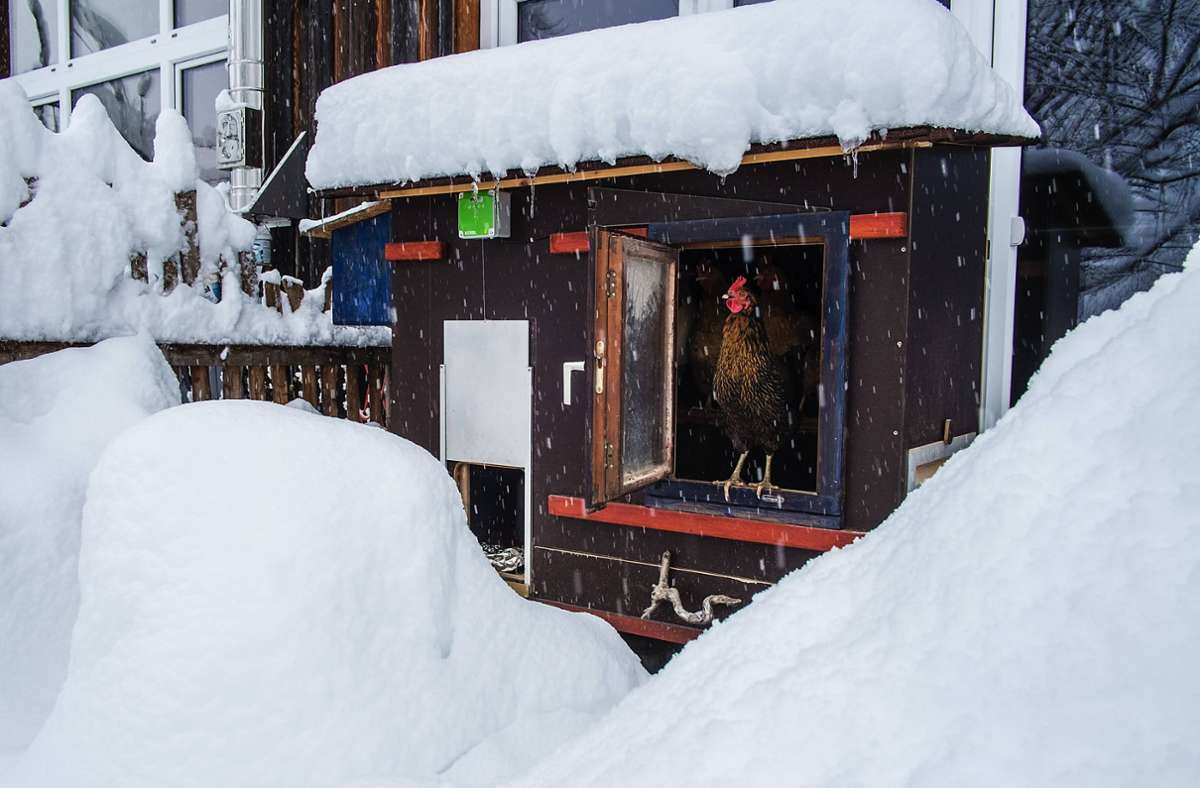Ebenfalls in Leutkirch im Allgäu beobachtet ein Huhn den Schneefall aus dem sicheren Stall.