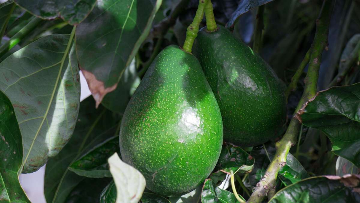 Avocado: Die Superfrucht als Zimmerpflanze?