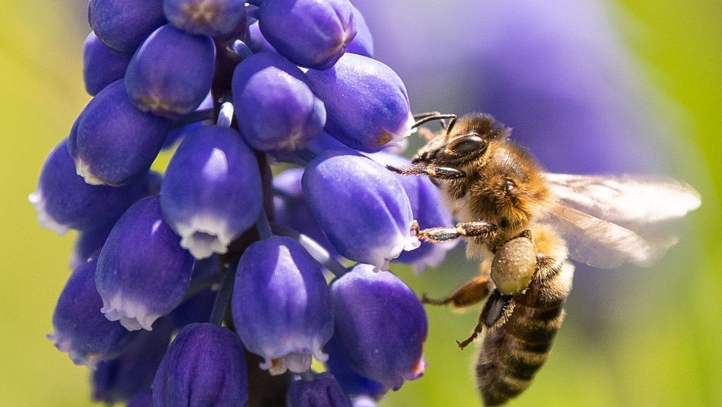 Artenschutz: Volksbegehren zur Rettung der Bienen