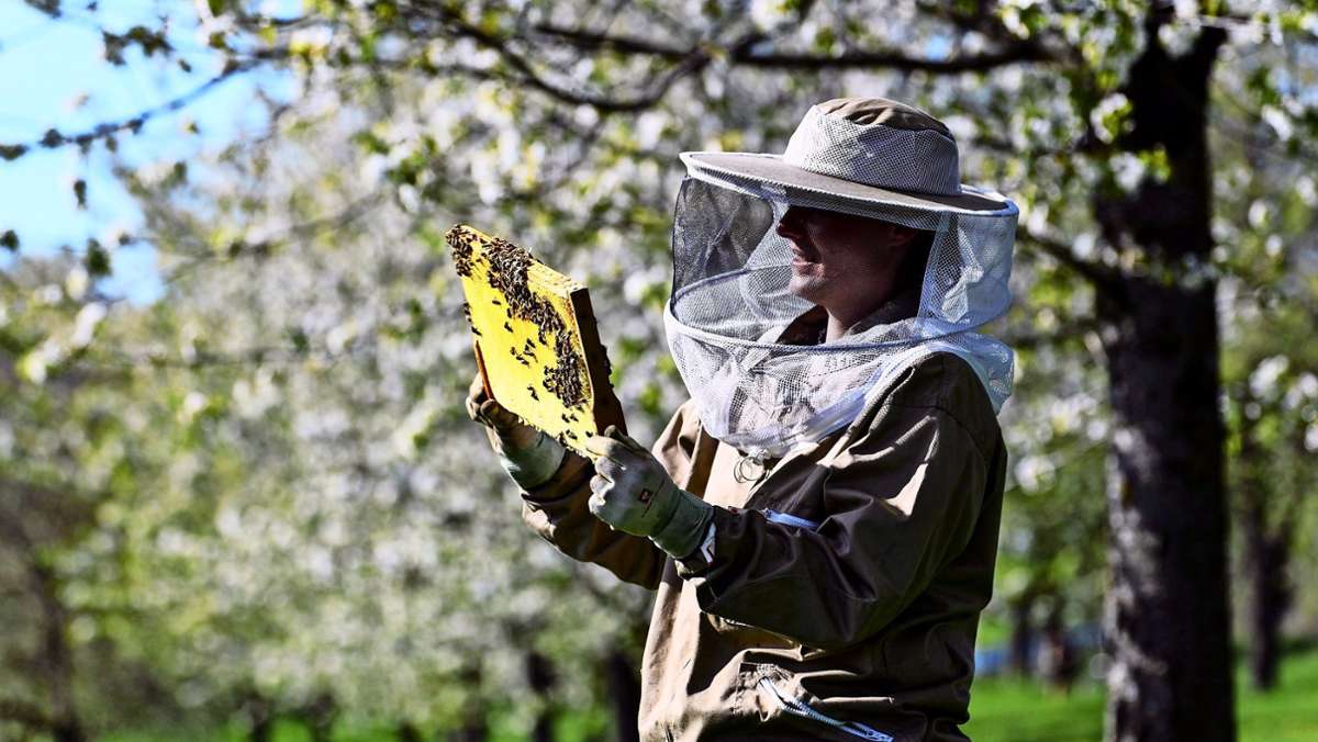 Imker beklagen regelmäßig, dass ihnen Bienenstöcke, Königinnen oder Honigwaben wegkommen. Zur Anzeige bringen sie den Verlust meist nicht. Sie haben Kollegen unter Verdacht. 