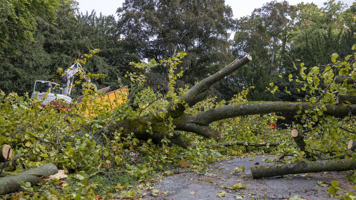 Tragischer Unfall erschüttert Würzburg: Baum stürzt auf Radfahrerin – Frau tot