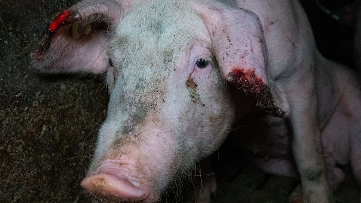 Tierquälerei in Rottweil: Behörden schließen Schweinehaltungsbetrieb