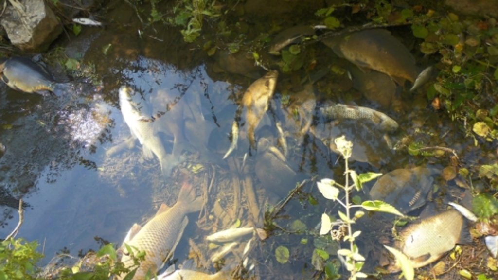 Flüsse in Baden-Württemberg: Giftiges Löschwasser sorgt für großes Fischsterben