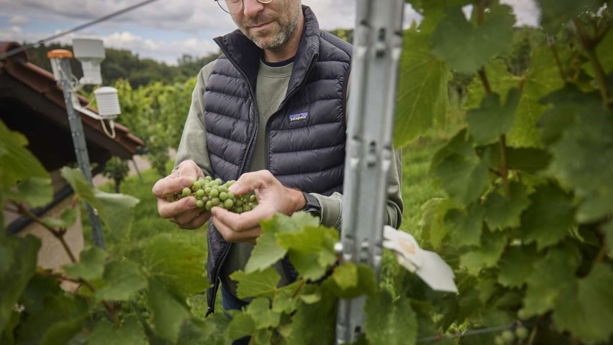 Weinbau im Remstal: Wetter-App bewahrt Wengerter vor unnötigen Wegen