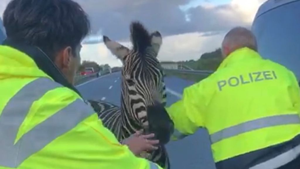 Ausbruch aus Zirkus: Zebra Pumba büxt aus - und wird erschossen