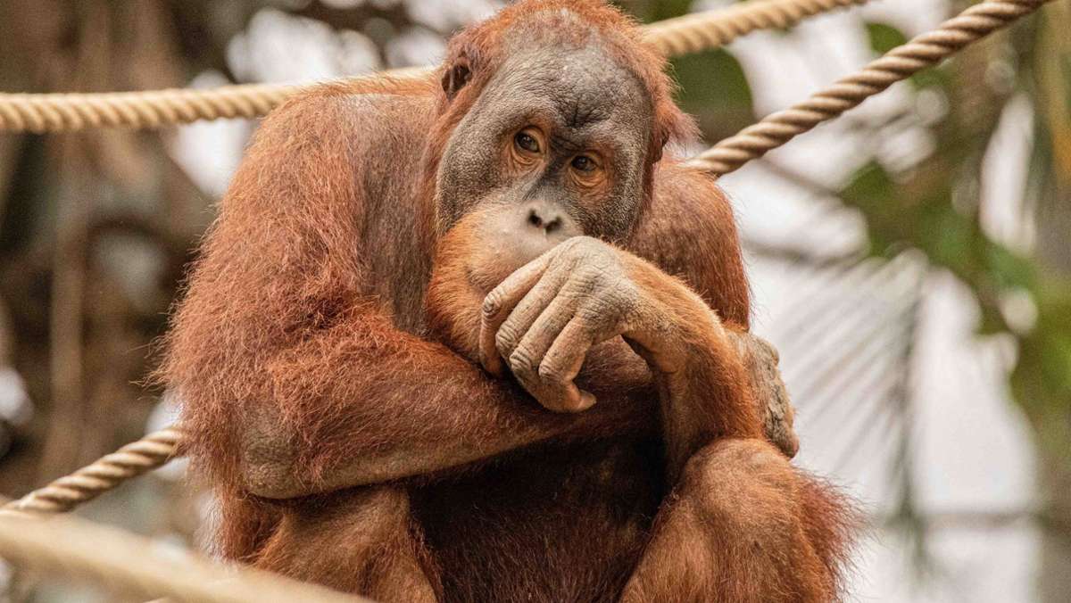  Der Orang Utan Batak aus einem Hamburger Zoo ist vorübergehend in der Wilhelma in Stuttgart zu Gast. Dabei steht auch ein Rendezvous mit zwei Weibchen auf dem Programm. 