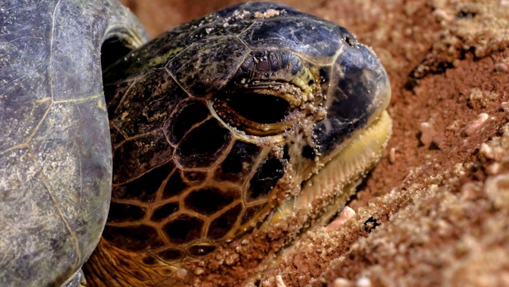  Schildkröten sind von Natur aus nicht die schnellsten Geschöpfe auf dem Planeten. Einem Sheriff aus Florida wurde es zu bunt, als ein Tier die Straße überqueren wollte. Er verwarnte es mehrmals – mit einem Augenzinkern. 