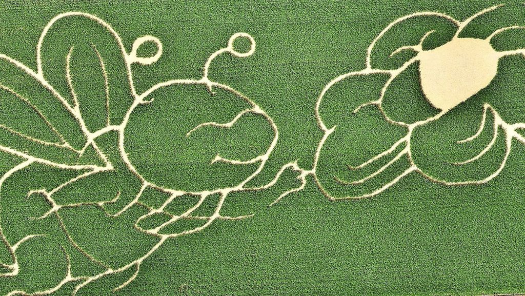 Maislabyrinthe im Kreis Ludwigsburg: Aus 225 000 Maiskörnern wird ein Irrgarten