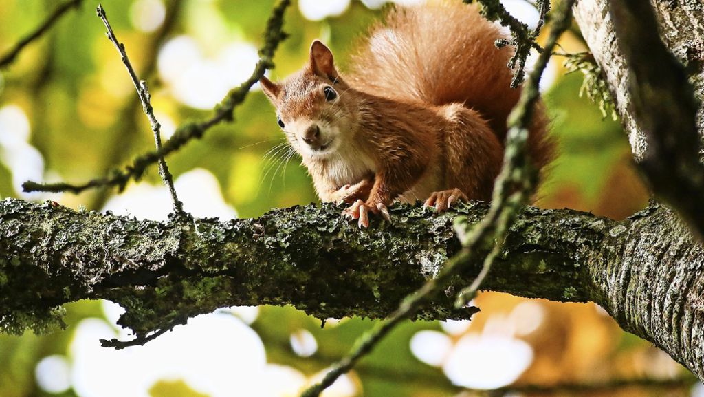 Nach trockenem Sommer: Stuttgarts Eichhörnchen droht der Hungertod