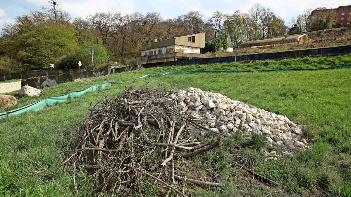 Neues Wohngebiet „Parksiedlung Nord-Ost“: Erst müssen die Eidechsen weg