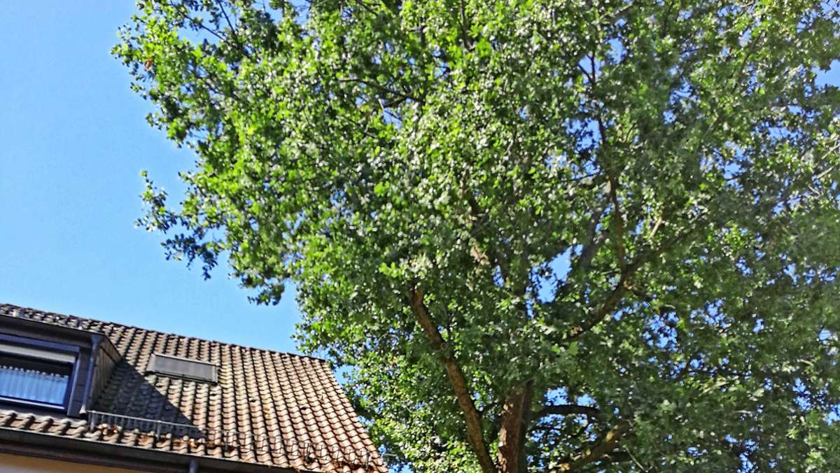  Die tiefen Wurzeln eines Baumes in Zuffenhausen verursachen massive Schäden an den Abwasserleitungen. Die betroffenen Hausbesitzer würden den Baum deswegen gerne fällen – die Stadt lässt das aber nicht zu. Und die Kanalsanierung müssen die Eigentümer bezahlen. 