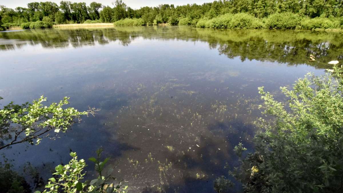 Schutzgebiete in Baden-Württemberg: Moore trocknen aus – Frösche und Kröten in Not