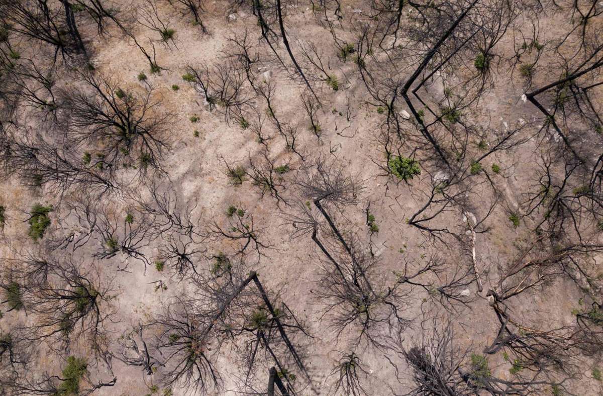 Die Dürre in Kalifornien nimmt besorgniserregende Ausmaße an. Foto: AFP/PATRICK T. FALLON