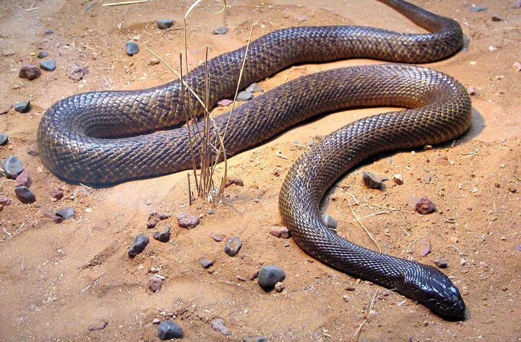Inland-Taipan (Oxyuranus microlepidotus): Sie ist giftigste Schlange der Welt. Das Gift aus einem Biss reicht aus, um 230 Erwachsene zu töten. Glücklicherweise kommt sie nur in Australien vor.