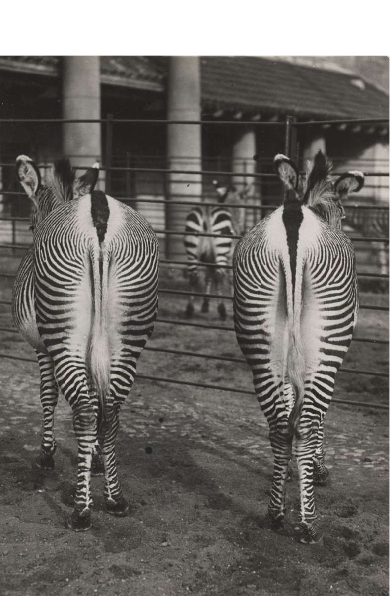 Originelle Perspektive: Friedrich Seidenstücker: „Ohne Titel (Zoologischer Garten Berlin, zwei Zebras von hinten)“, 1935.