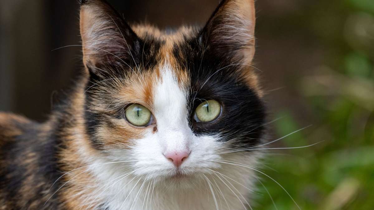 Fast 160 Katzen in der Wohnung: Tierhaltungsverbot für Paar in Südfrankreich