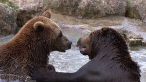 Japanischer Karatekämpfer treibt Bären mit Tritten in die Flucht