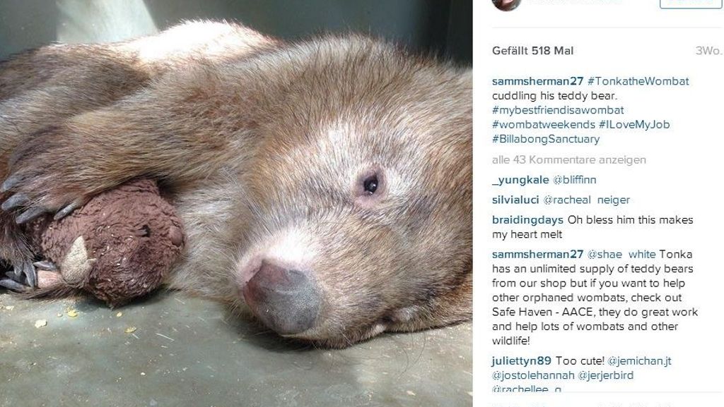 Australien: Tonka, der depressive Wombat, liebt seinen Teddy