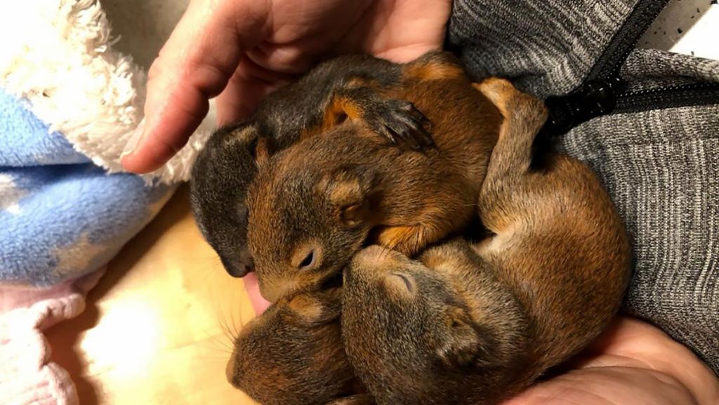 Tierschutz in Bayern: Feuerwehr rettet Eichhörnchen-Babys