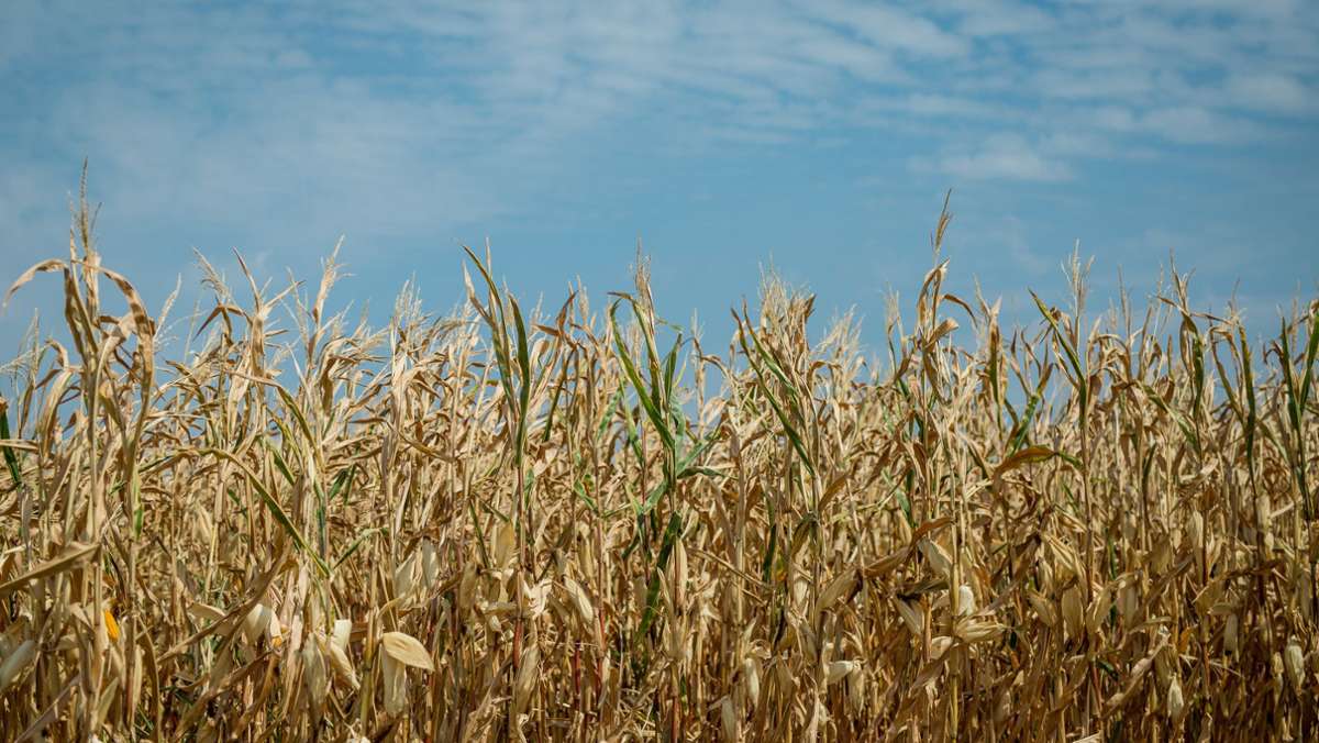 Trockenheit in Baden-Württemberg: Statistiker rechnen für dieses Jahr mit geringerer Getreideernte