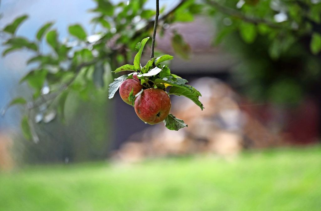 Appetitlich hängen die Äpfel am Baum. Das ist in diesem Jahr auf den Fildern  ein seltener Anblick. Foto: Patricia Sigerist