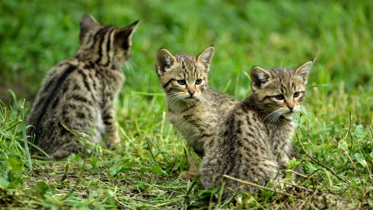 Wildkatzen: Schweizer Wildkatzen vom Aussterben bedroht