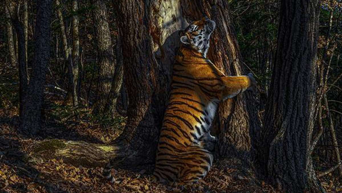 Wildlife Photographer of the Year: Die besten Tierbilder 2020