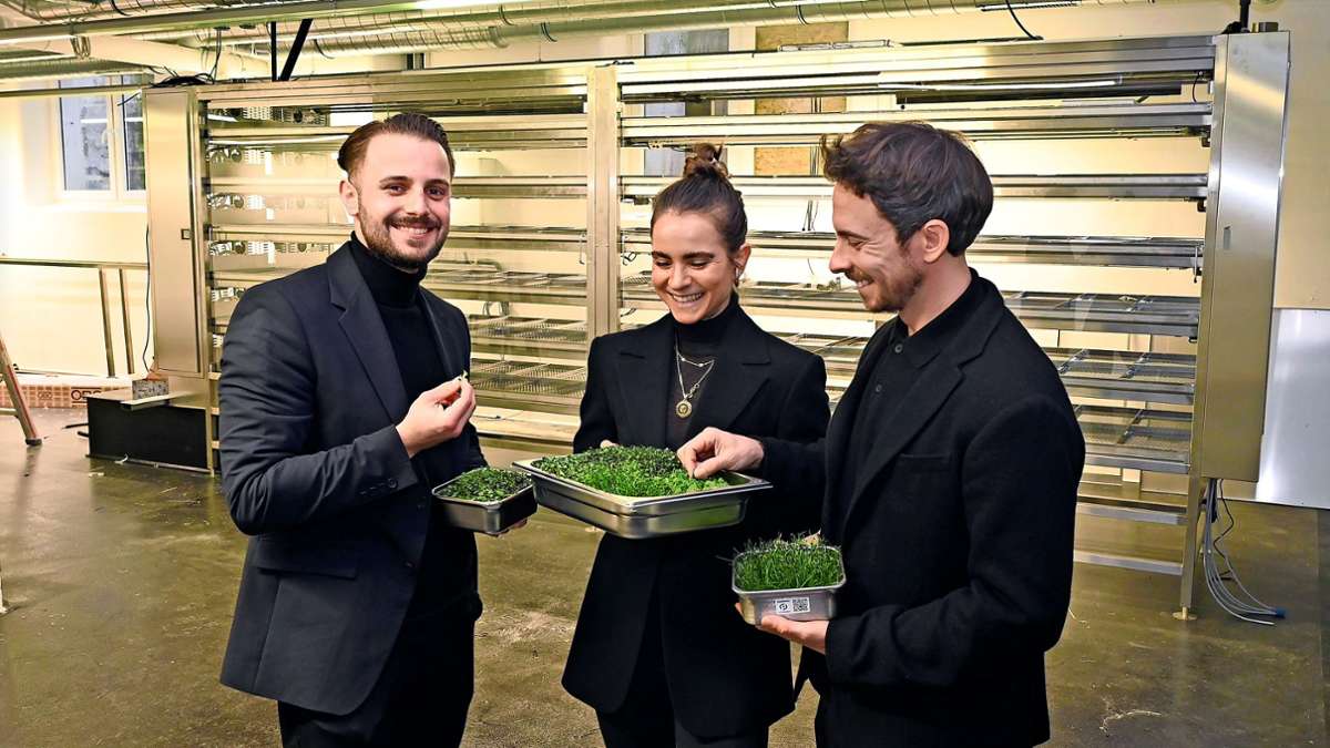 Superfood  aus Ludwigsburg: Diese drei Unternehmer ernten  im  Keller des Urbanharbor Gemüse