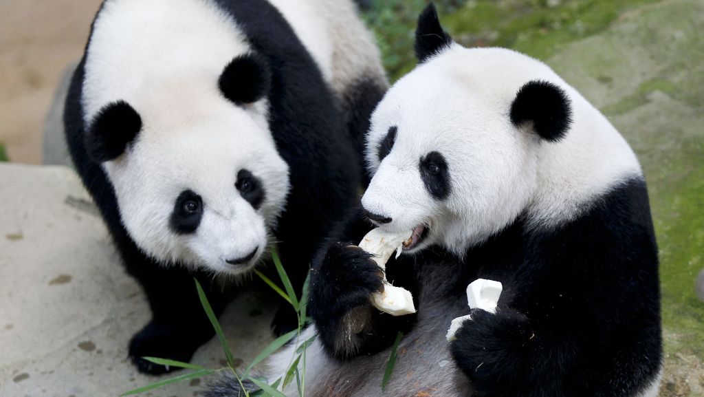 Zoo in Kuala Lumpur: Panda-Familie feiert Geburtstag