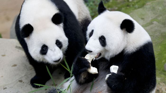 Panda-Familie feiert Geburtstag