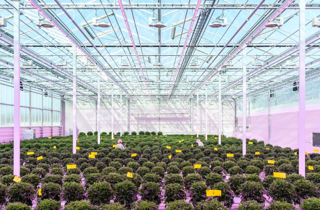 Nur für medizinische Zwecke: Cannabis-Gewächshaus in Dänemark. Der Produzent hatte zuvor mit Tomatenzucht Geld verdient.