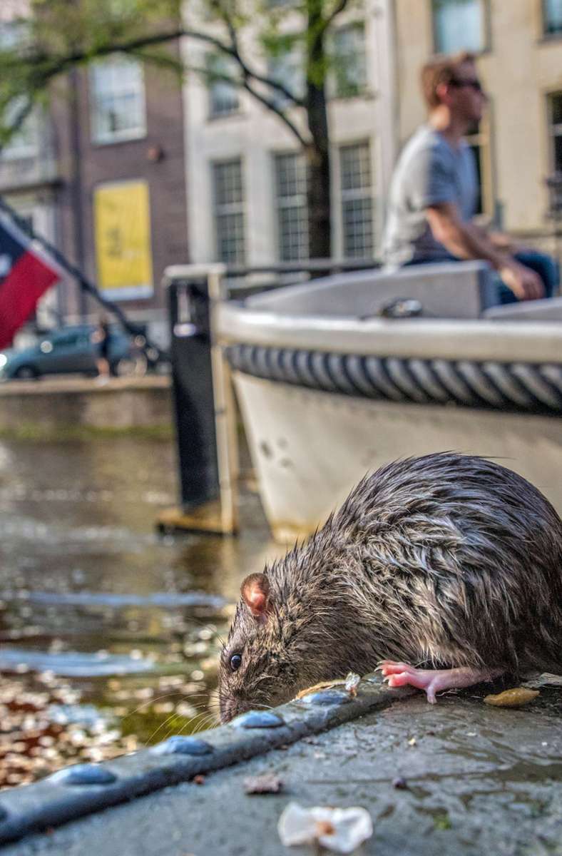 Fast so viele Ratten wie Menschen leben in Amsterdam, erfährt man; in Grachten-Nähe gefällt es ihnen besonders gut.