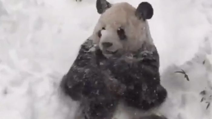So süß freut sich ein Panda über die weiße Pracht