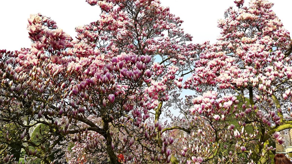 Wilhelma in Stuttgart: So schön blühen die Magnolien