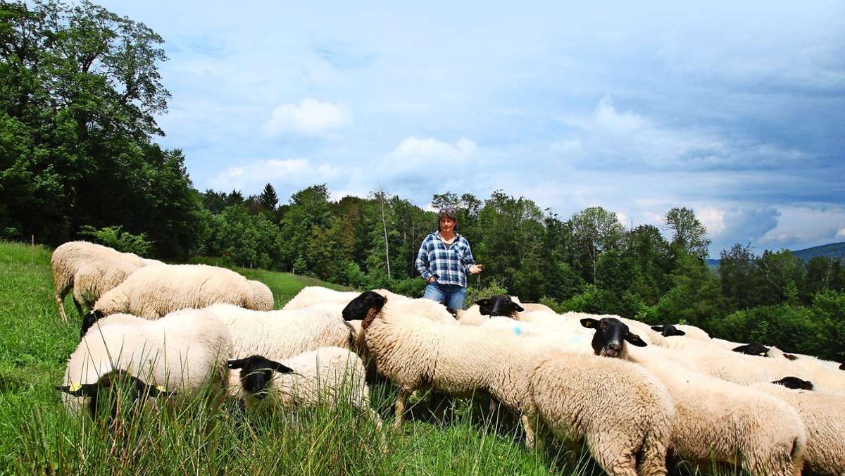 Reisen in der Rhön: Urlaub im Land der Rhön-Schafe
