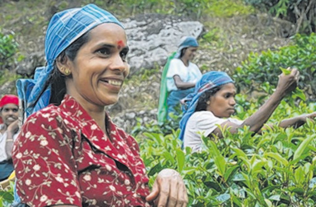 Teepflückerinnen in Sri Lanka. Foto:  Foto: Mohl