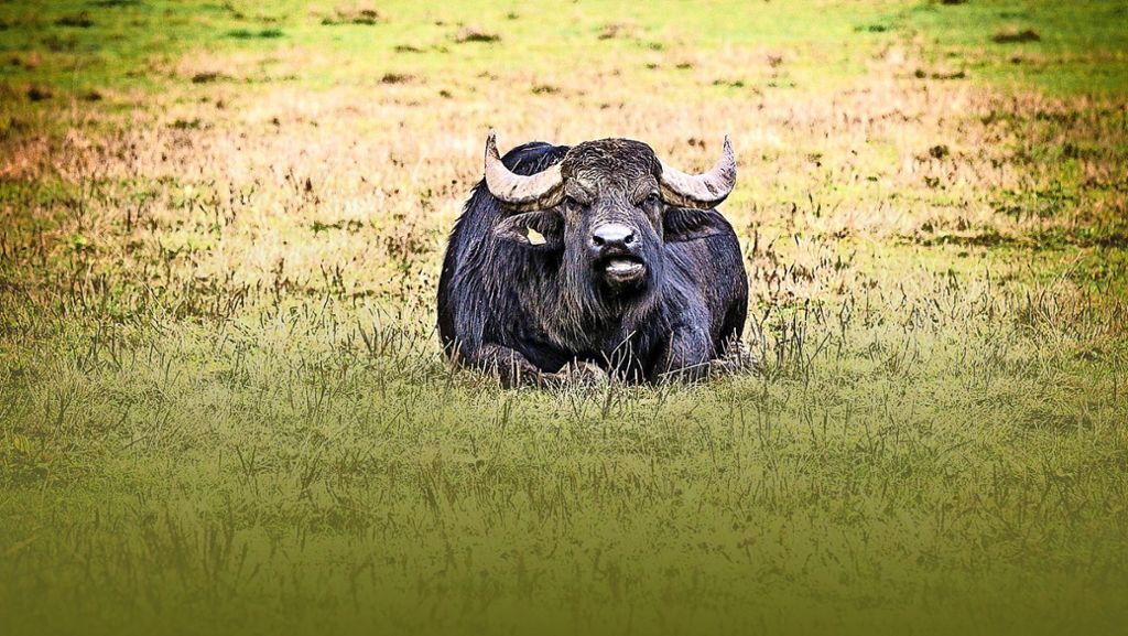 Landwirtschaft auf der Schwäbischen Alb: Wo die Büffel wohnen