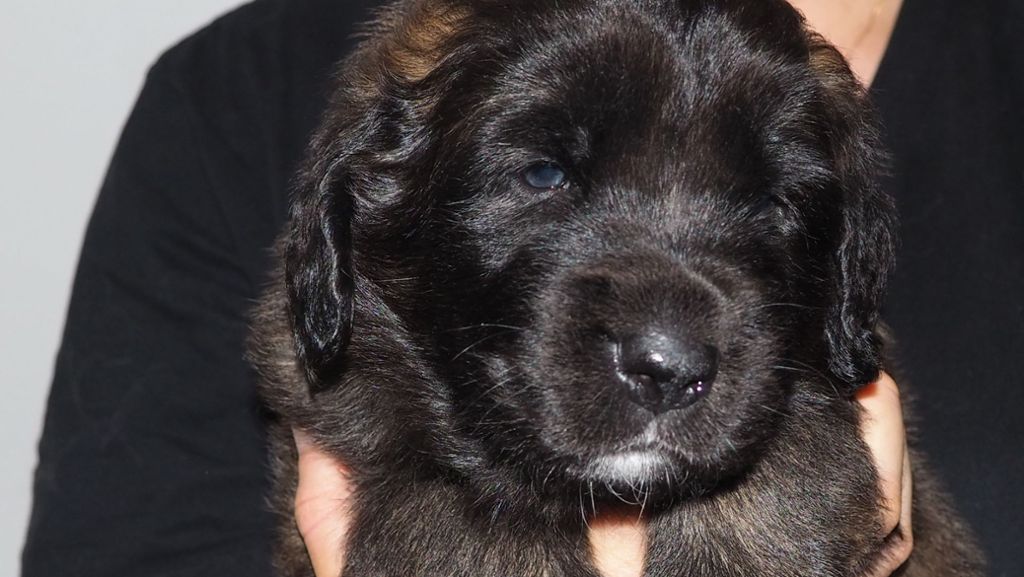 Leonberger Hunde: Neue Bilder von Adele und ihren Hundeschwestern