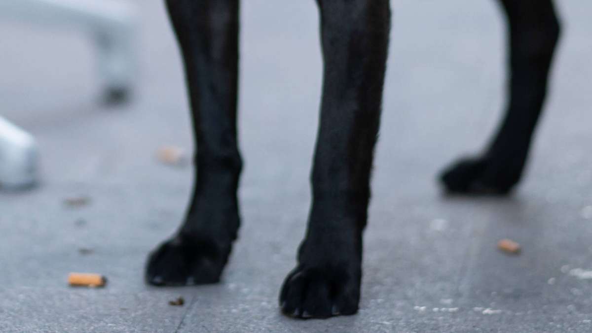 Landkreis Karlsruhe: Hunde fressen Giftköder