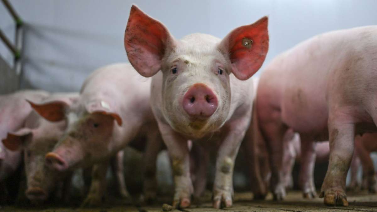Statistisches Landesamt: Deutlich weniger Schweine in Baden-Württemberg