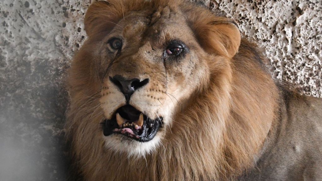 Europas schlimmster Zoo: Behörden befreien verwahrloste Tiere aus “Höllenzoo“