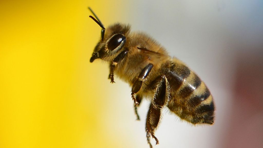 Imker auf den Fildern: Was ist dran am Krieg der Bienen?