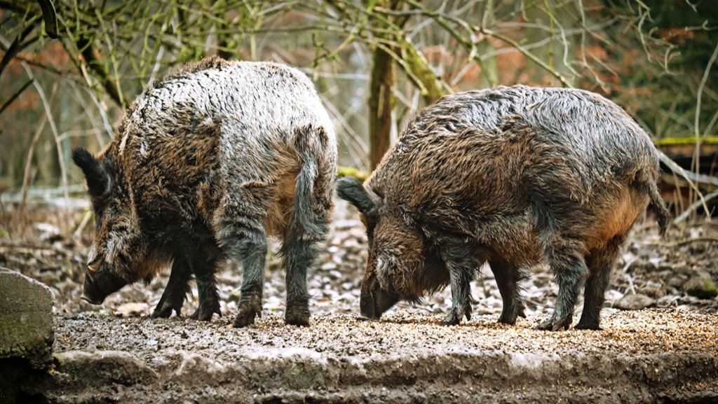 Wildschweine in Stuttgarter Wäldern: Intensive Jagd auf Wildschweine